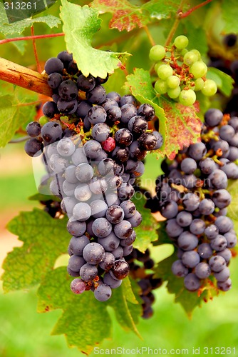 Image of Red grapes