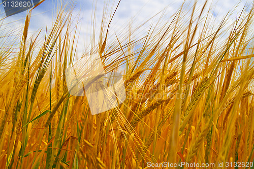 Image of Wheat