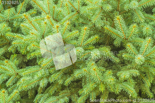 Image of Pine