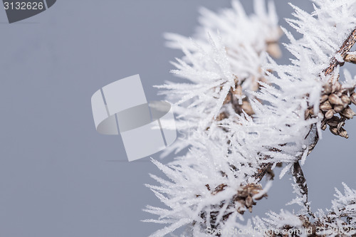 Image of Hoarfrost on a branch