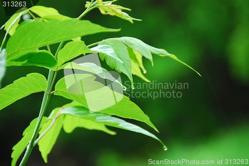 Image of Green leaf rain
