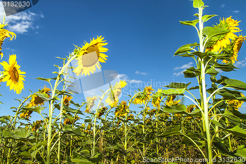 Image of Sunflowers