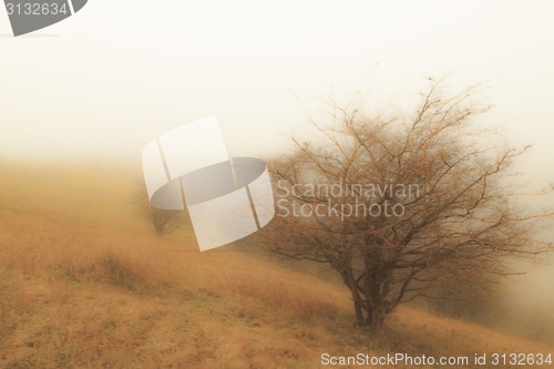 Image of Autumn fog