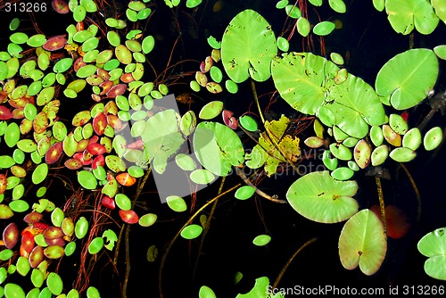 Image of Lily pads