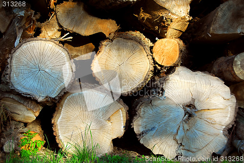 Image of Wood logs