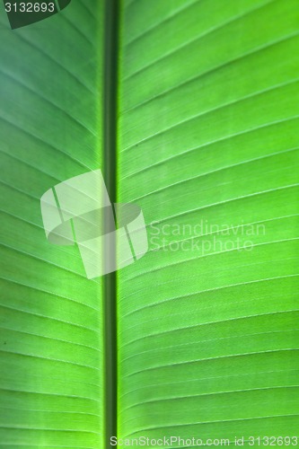 Image of Tropical Leaf Background