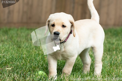 Image of Cute Yellow Lab Puppy