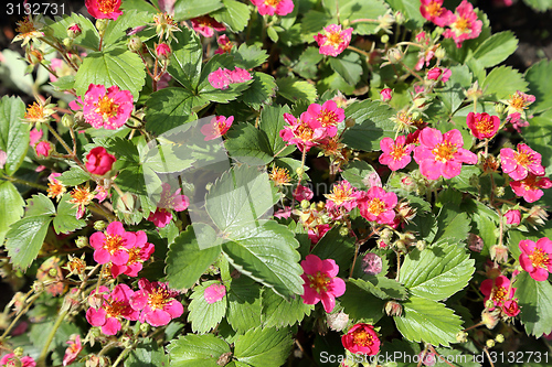 Image of Flowering strawberry.