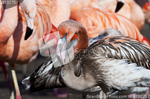 Image of Juvenile flamingo