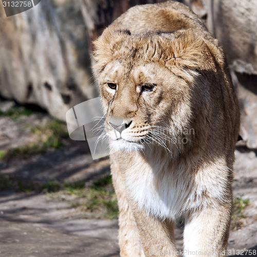 Image of Young lion (female)