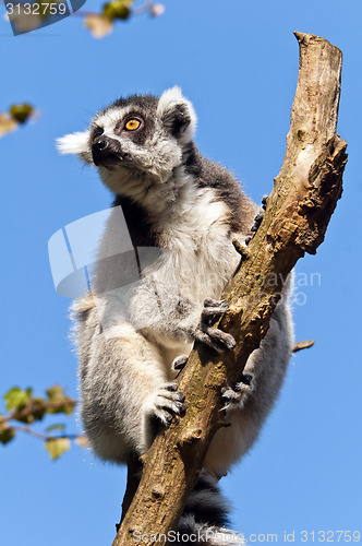 Image of Ring-tailed lemur
