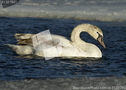 Image of Muted Swan