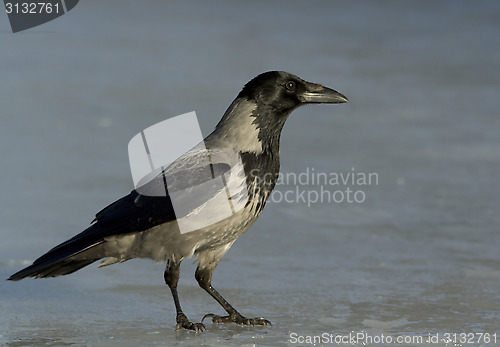 Image of Hooded Crow