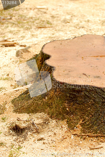 Image of Tree stump