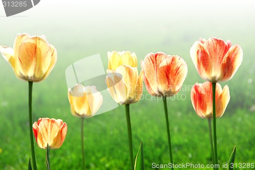 Image of Tulips