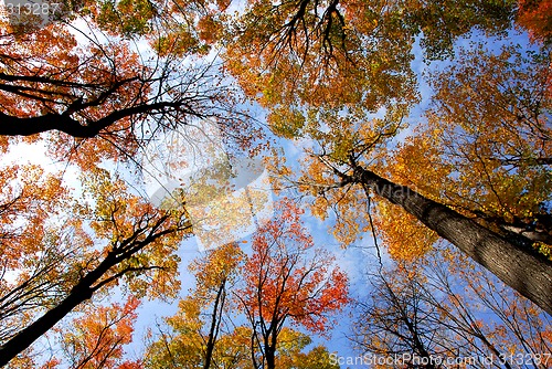 Image of Treetops