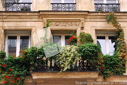 Image of Windows with ivy