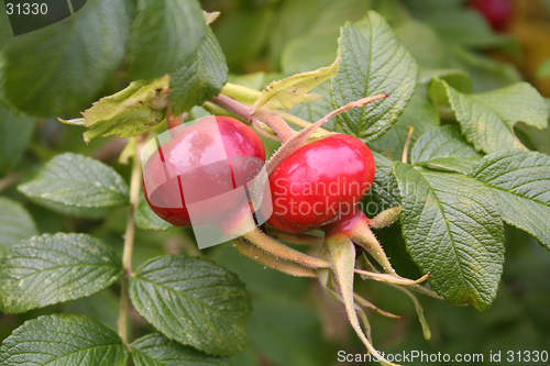 Image of rosa rugosa