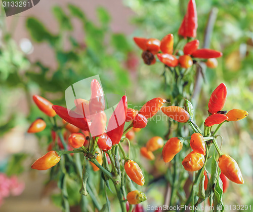 Image of Chili Pepper