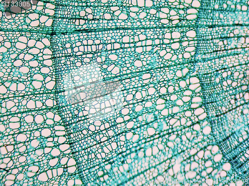 Image of Tilia stem micrograph