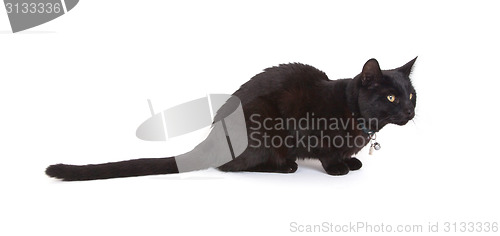 Image of Black cat lying isolated