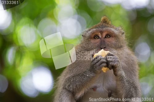 Image of Long-tailed Macaque Monkey