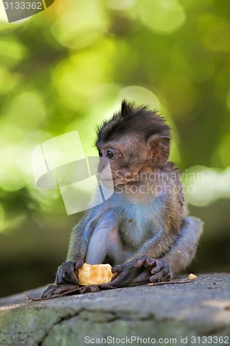 Image of Long-tailed Macaque Monkey