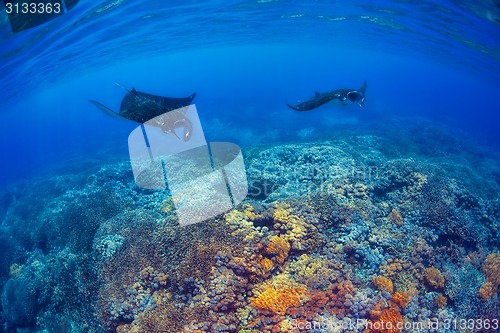 Image of Manta Rays