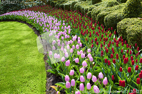 Image of Keukenhof gardens natural park waves of red and pink tulips