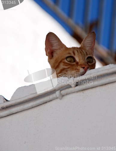 Image of Cat on Roof