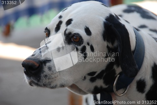 Image of Dalmation - Landscape