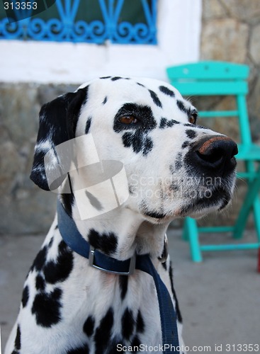 Image of Dalmation - Portrait