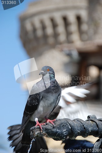 Image of Pigeon