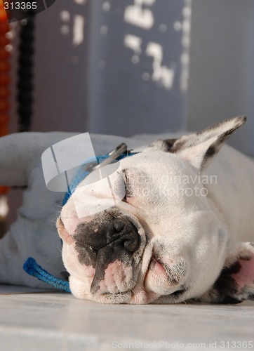Image of Sleepy Bulldog