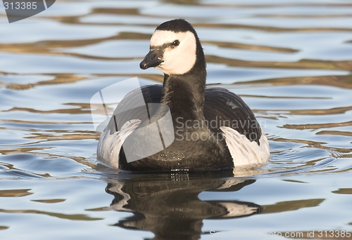 Image of Barnacle Goose,