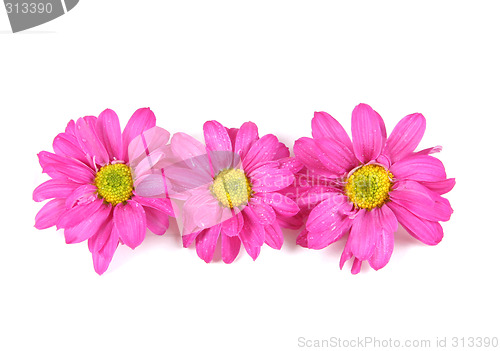 Image of Pink flowers.