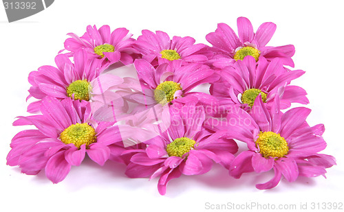 Image of Pretty pink flowers.