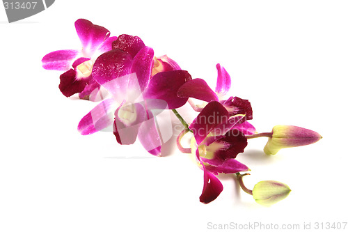 Image of Pink orchids.