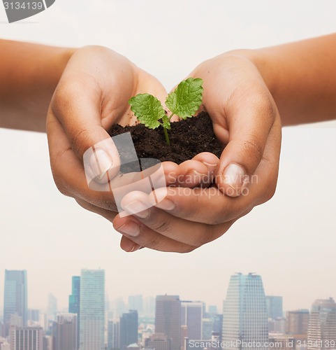 Image of woman hands holding plant in soil