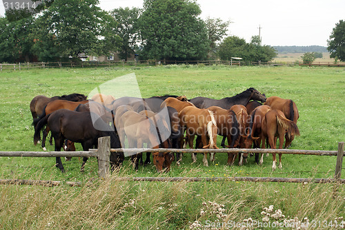 Image of Fence and horses