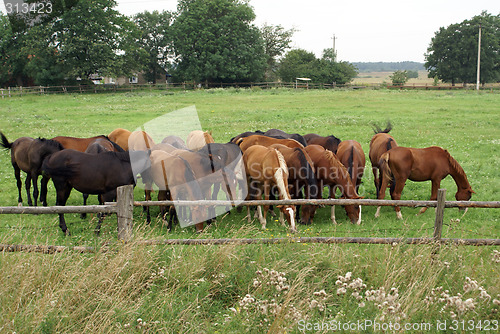 Image of Horses on the field