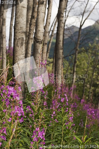 Image of Slope full of flowers