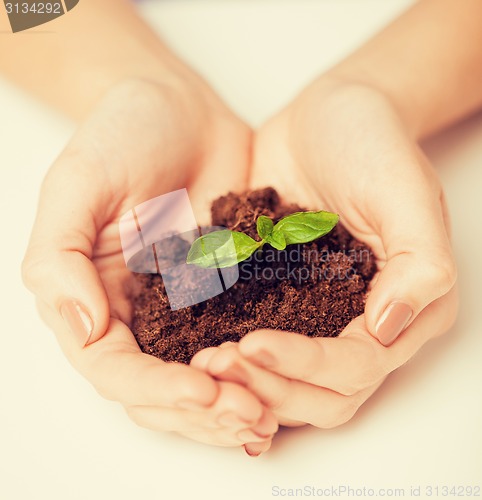 Image of hands with green sprout and ground