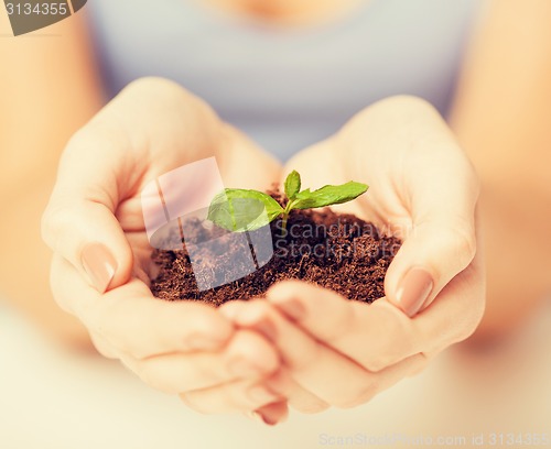 Image of hands with green sprout and ground