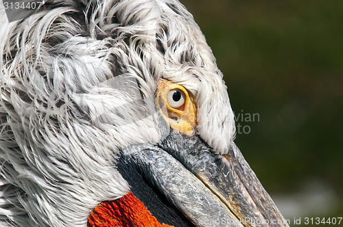 Image of Pelican