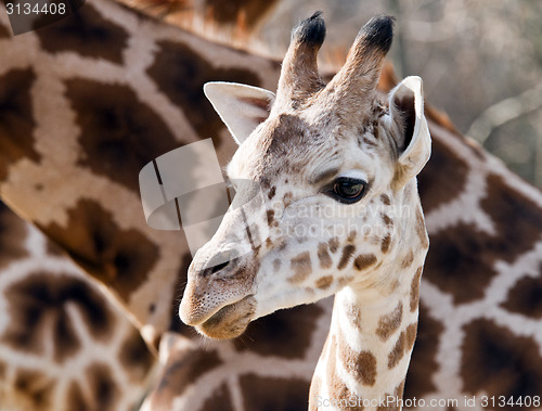 Image of Giraffe