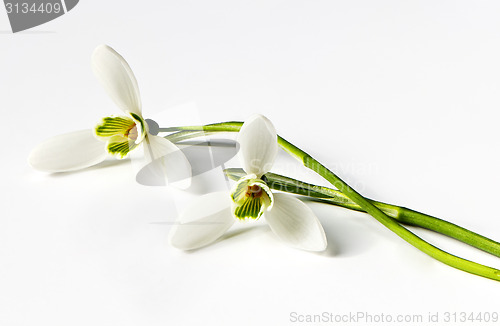 Image of Snowdrop