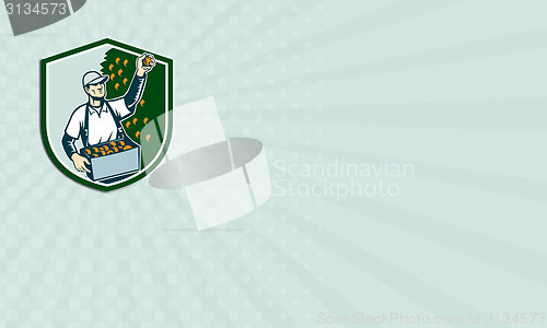 Image of Business card Fruit Picker Worker Picking Plum Shield