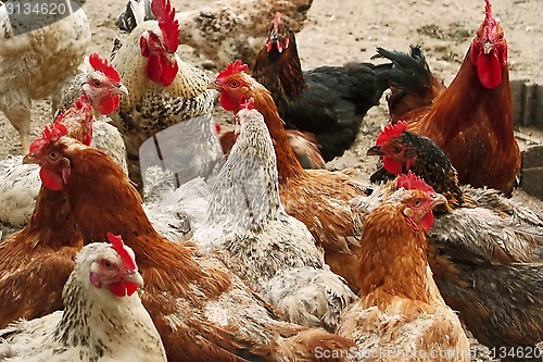 Image of Chickens of different breeds on the poultry yard