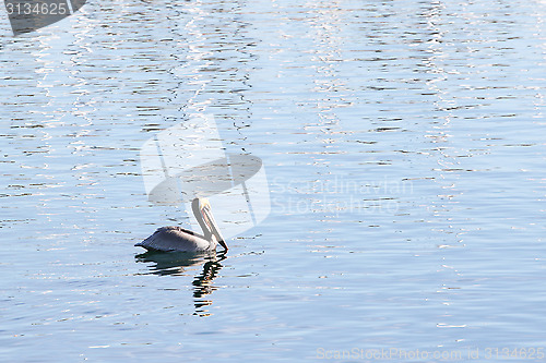 Image of Swimming Pelican